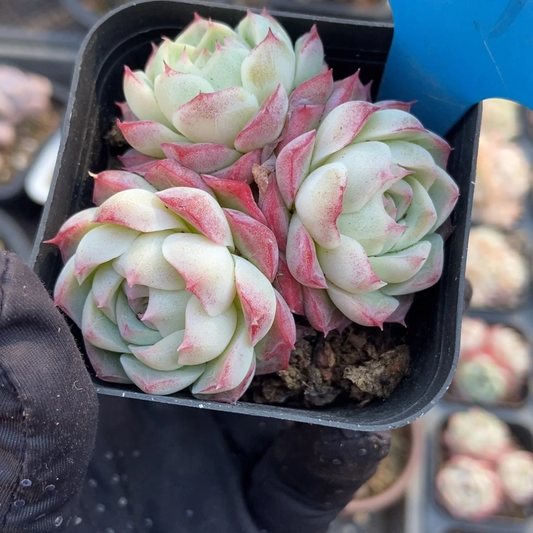 861女王多肉植物保护