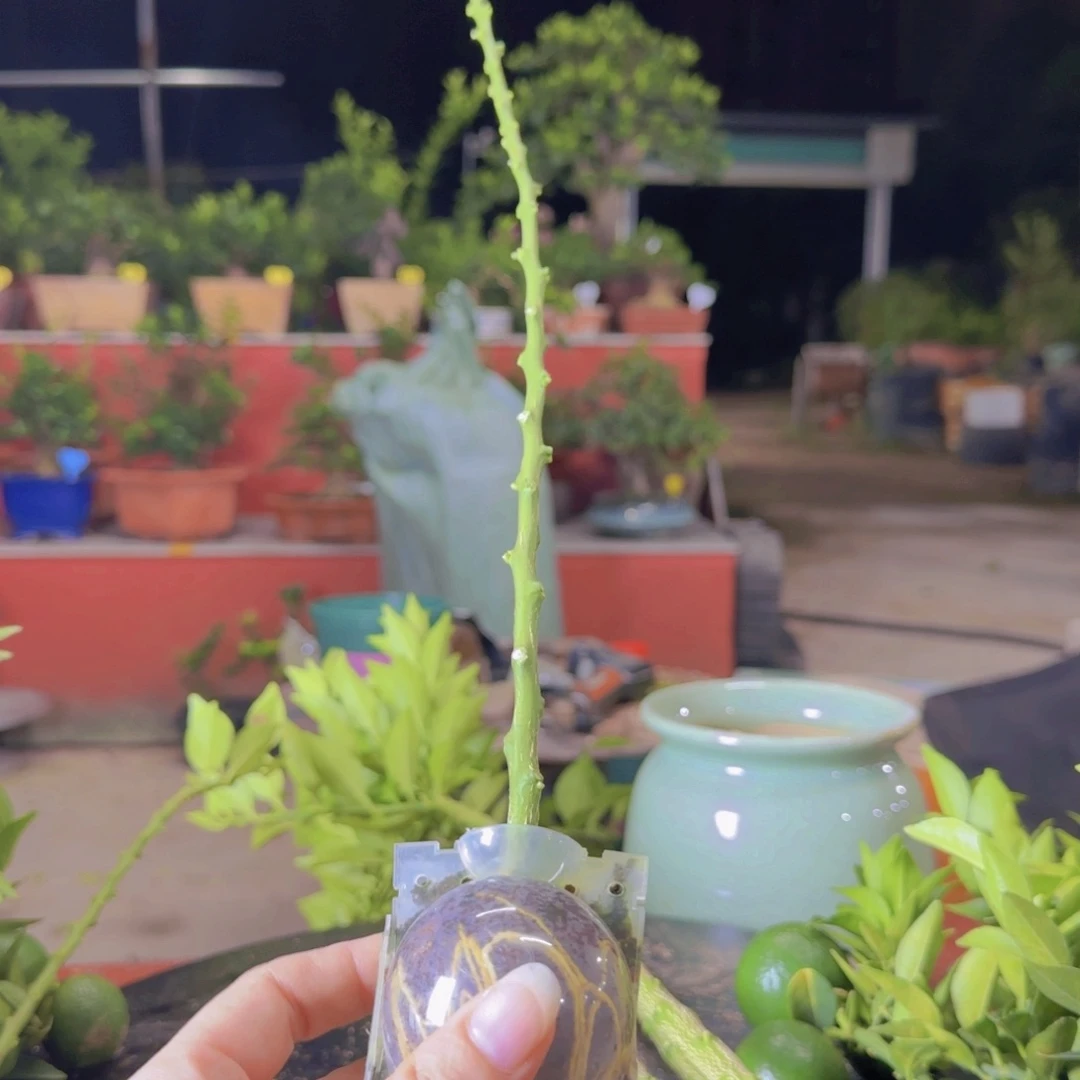当前无花朵，栽培后可花朵從***®