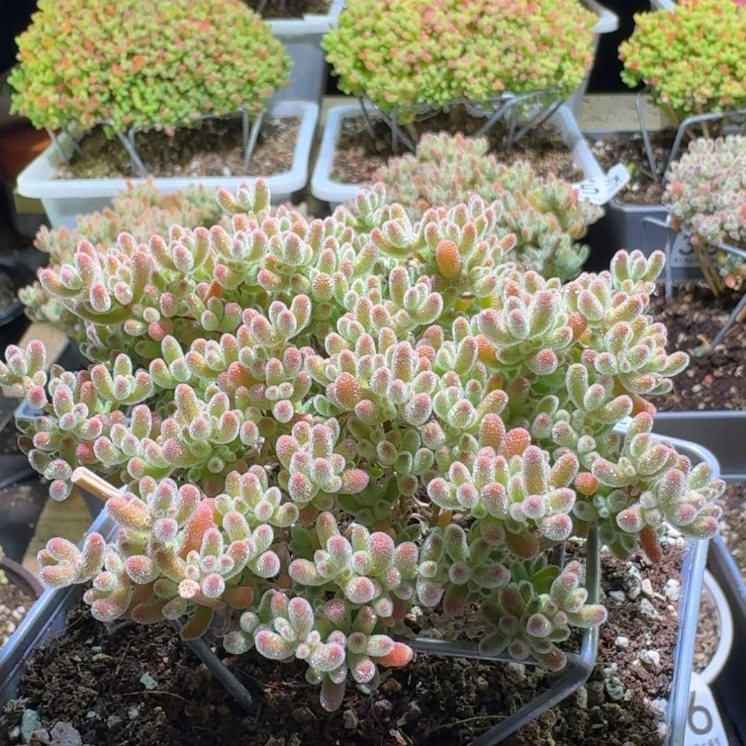 枝干番杏红顶果冻冰晶397