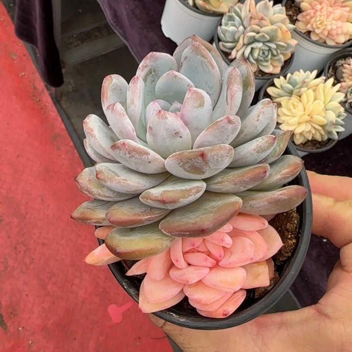 10厘米的尺寸一物一拍的