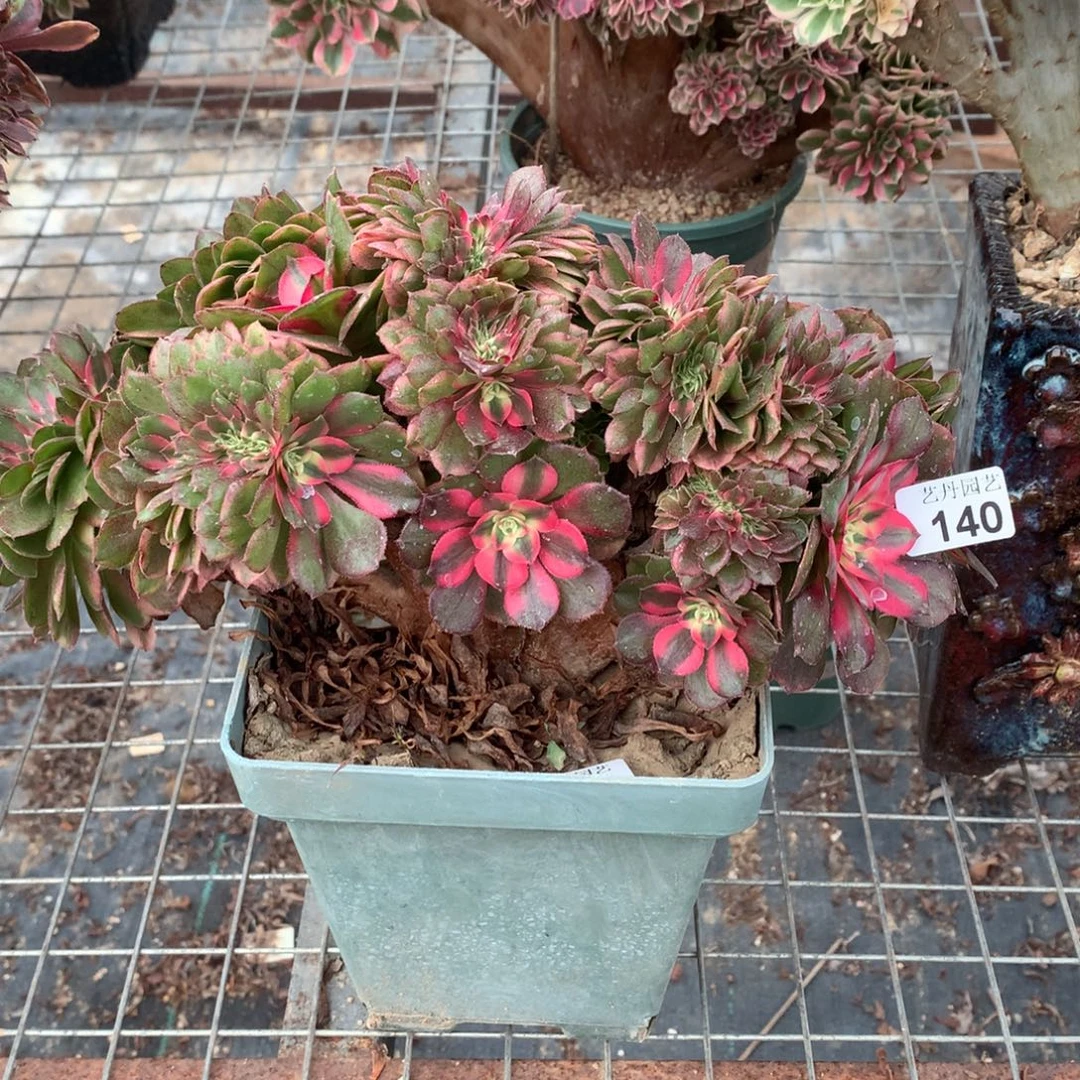 140荔枝朵朵一颗缀化