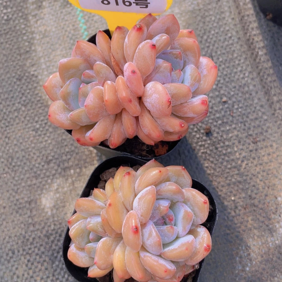 816号全状态韩橙两个