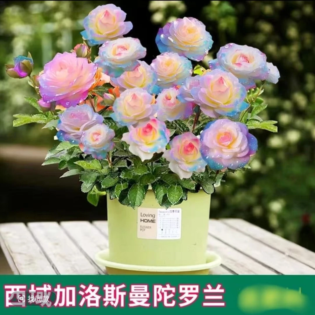 浓香型玫瑰花苗老桩四季开玫瑰盆栽花观花绿植庭院室内外花卉阳台