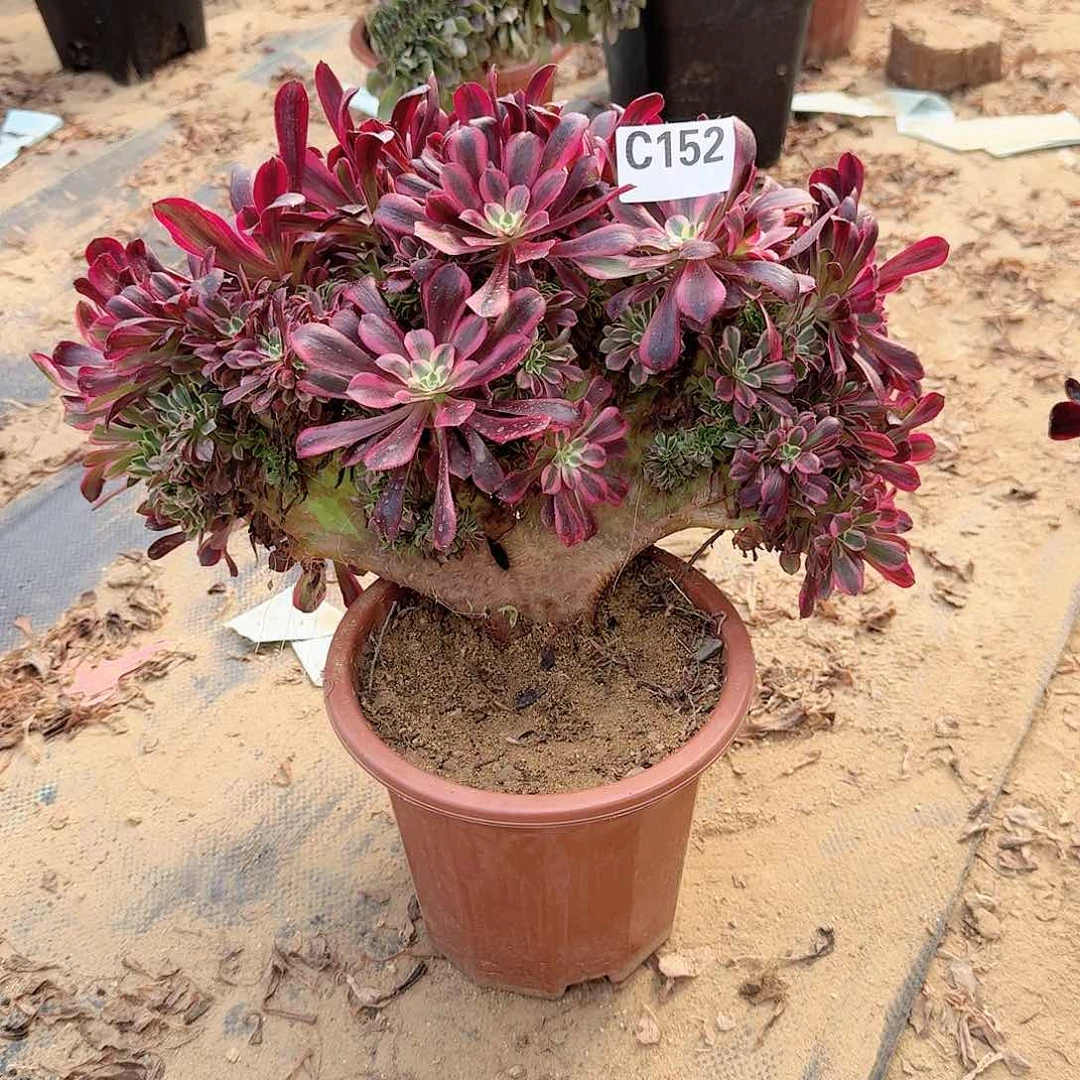 平*叔152美杜莎一颗呀呀