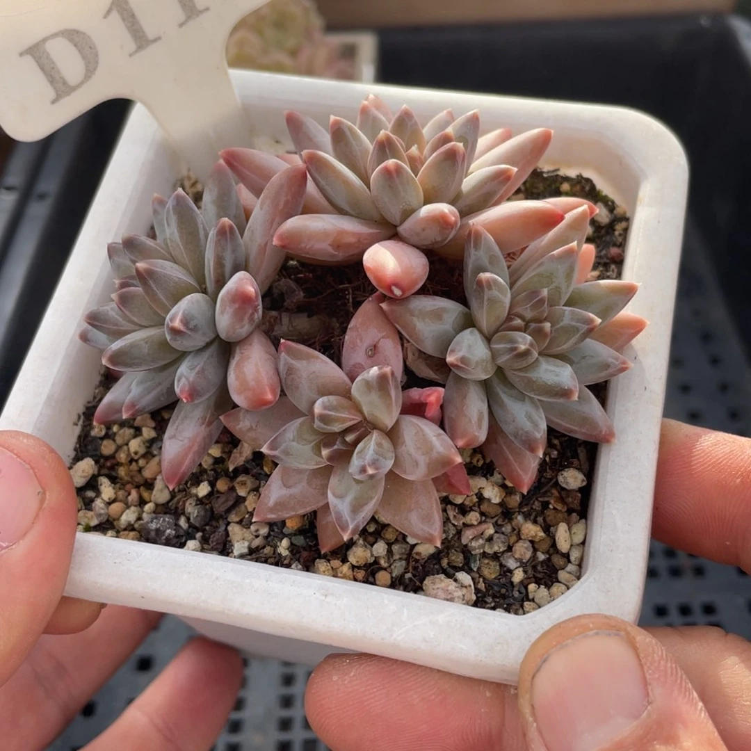 112暗纹不带盆8厘米