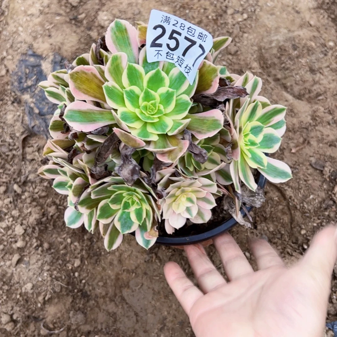 7彩石多肉植物法师2577