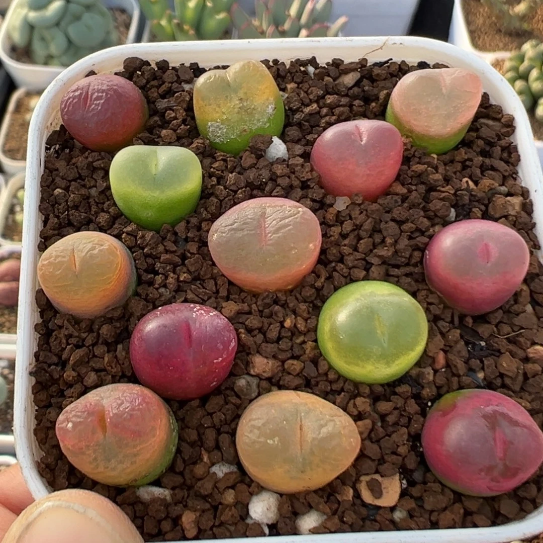 61多肉植物百科植物