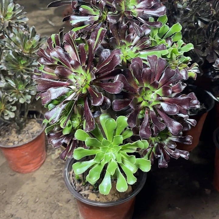 多肉植物水墨丹青15