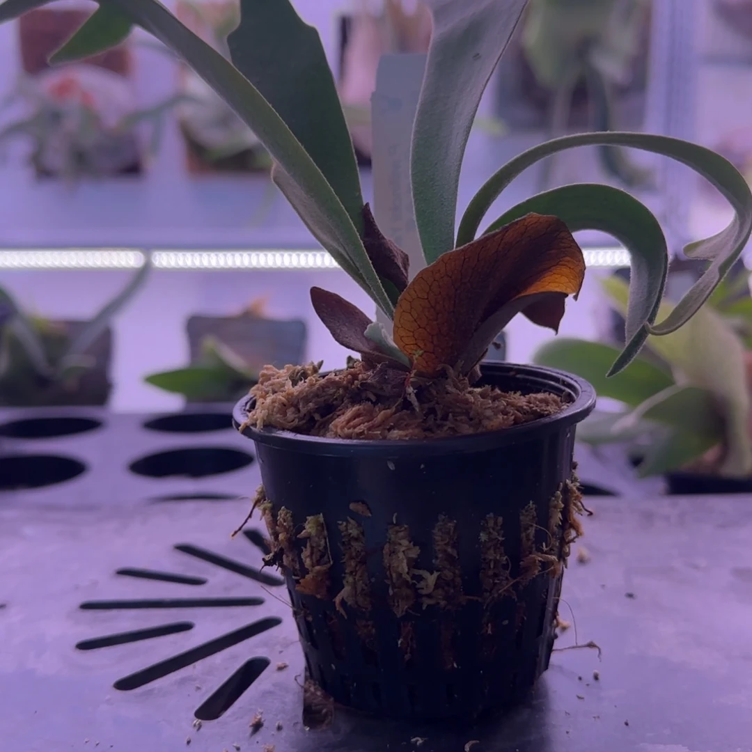 黄月鹿角蕨孢子苗