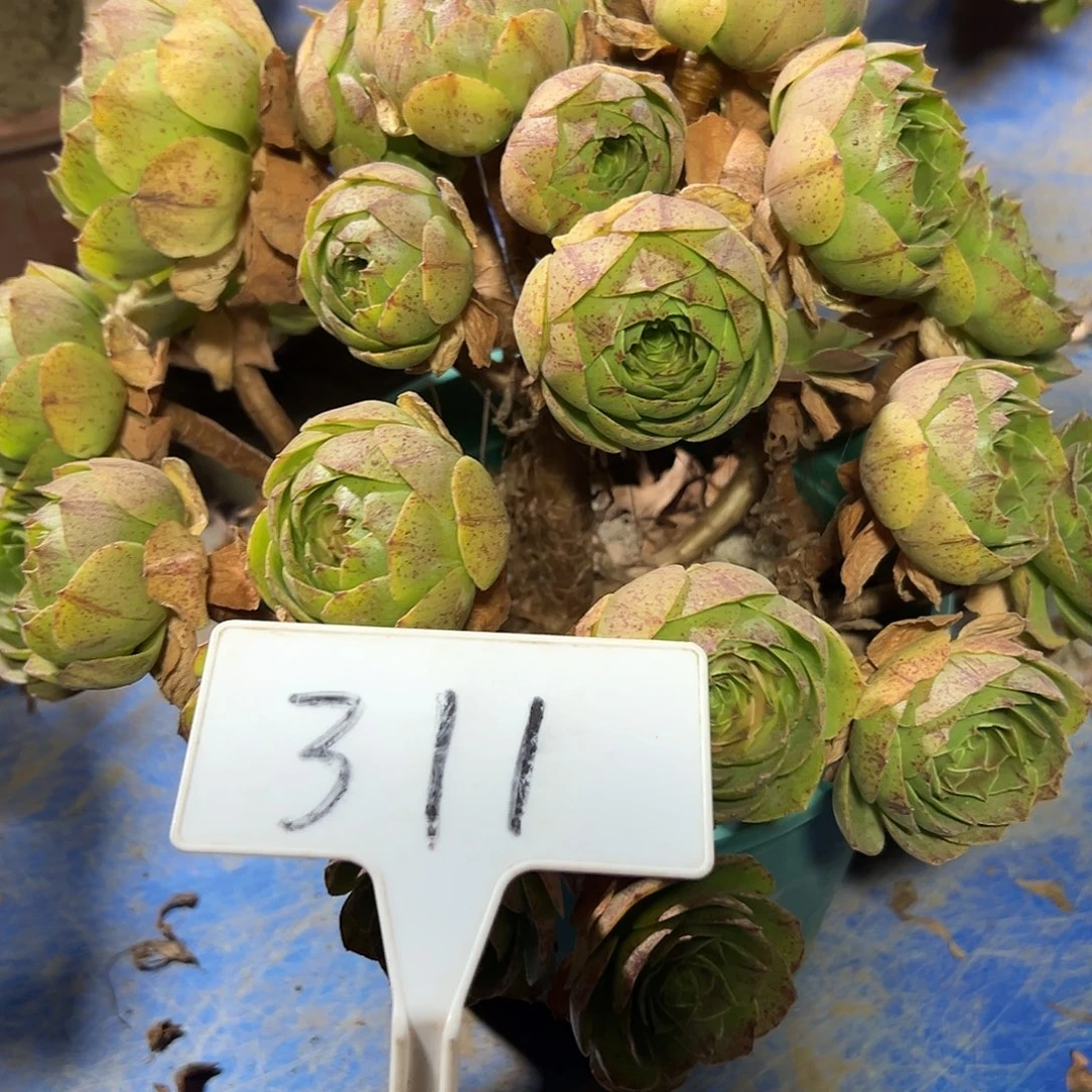 爱***者多肉植物万圣节法师311