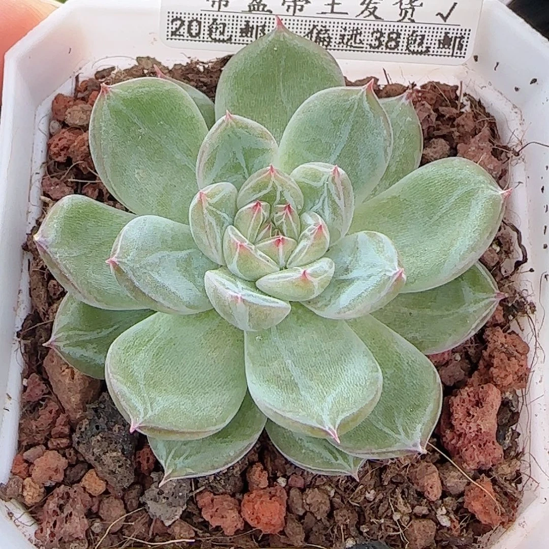 多肉1009--282雪花珍妮