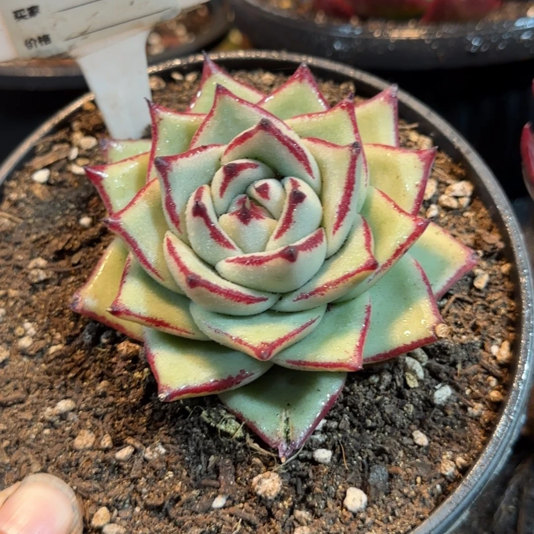 乌木807一物一拍包装收缩花旱