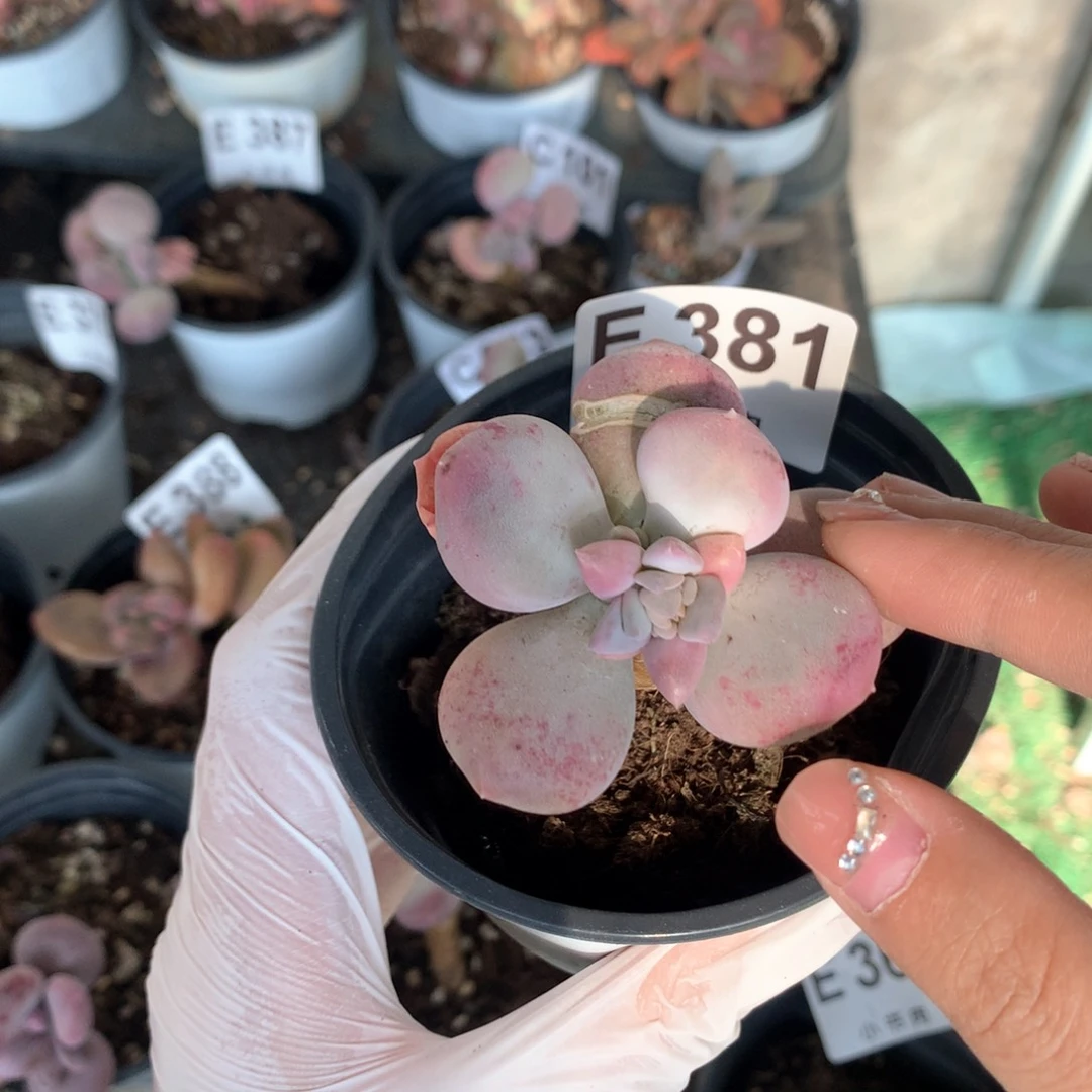 屁桃哈哈哈哈381