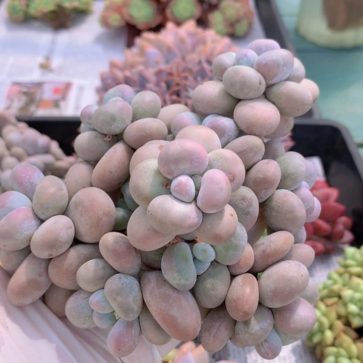 原始奶自然无砍老庄