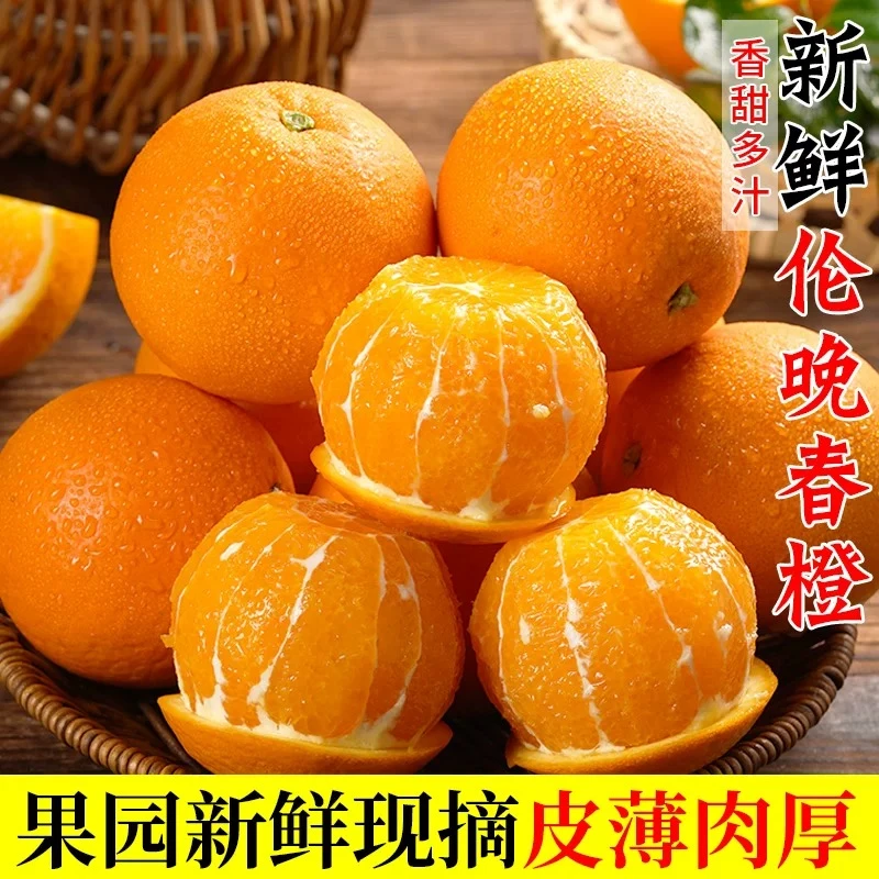 秭归伦晚脐橙现摘现发新鲜多汁