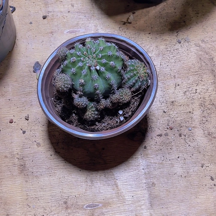 禾***苗000000000000000000089