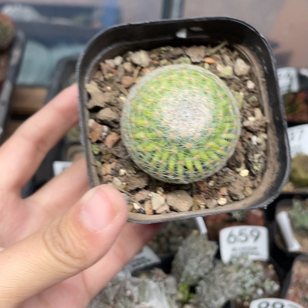 912白绢丸（满18元包邮）