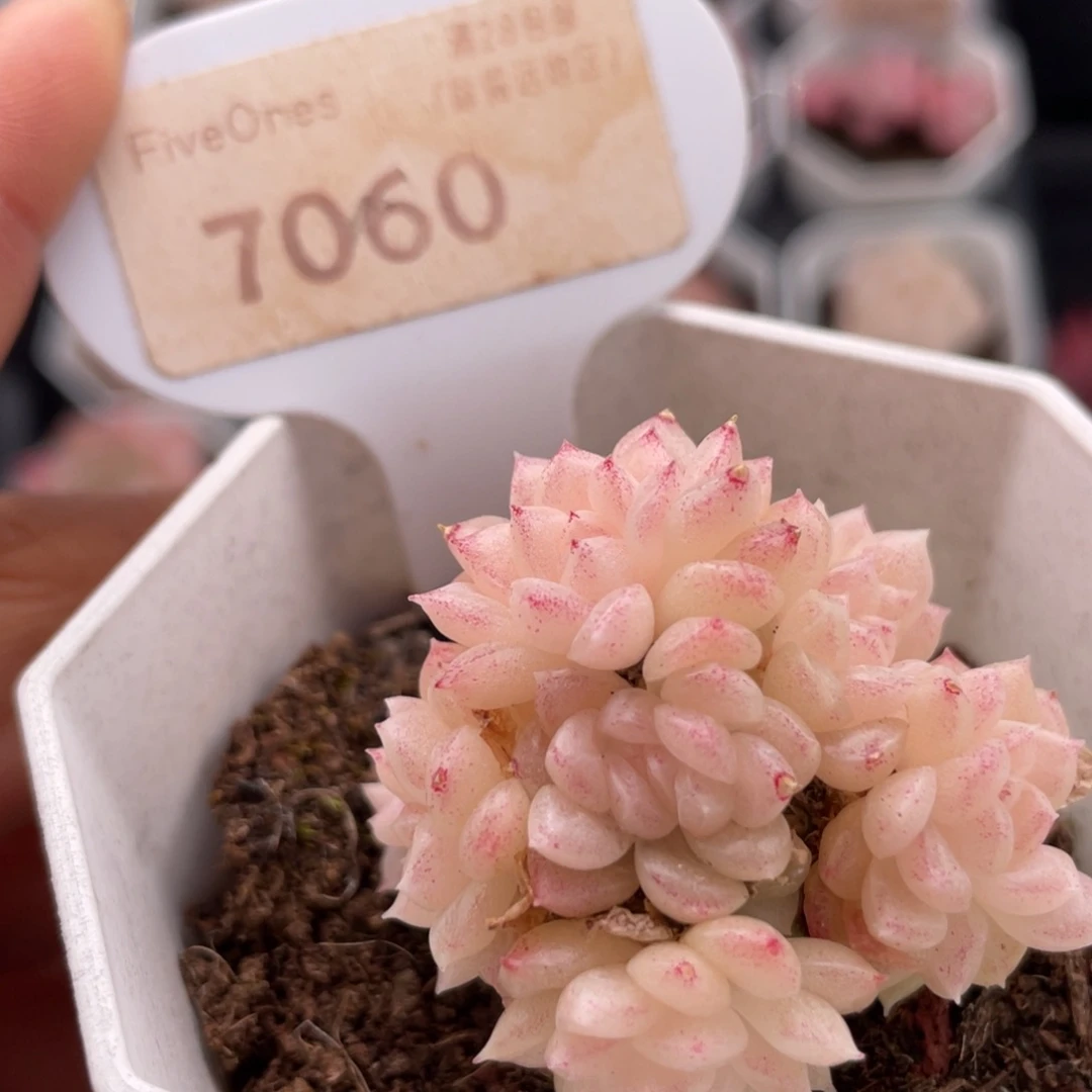 麦秆群7060-4.厘米