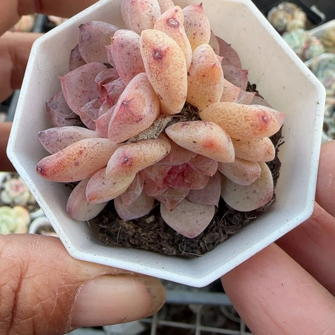 多肉小卡拉米糖心一物一拍