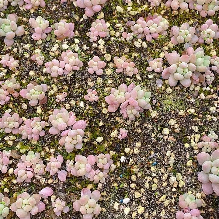 185 多肉植物盆栽花卉植物