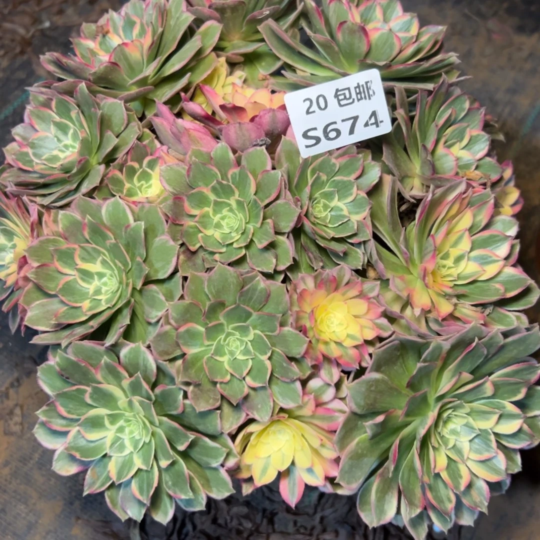 674青禾，满20包邮嘟叮熊