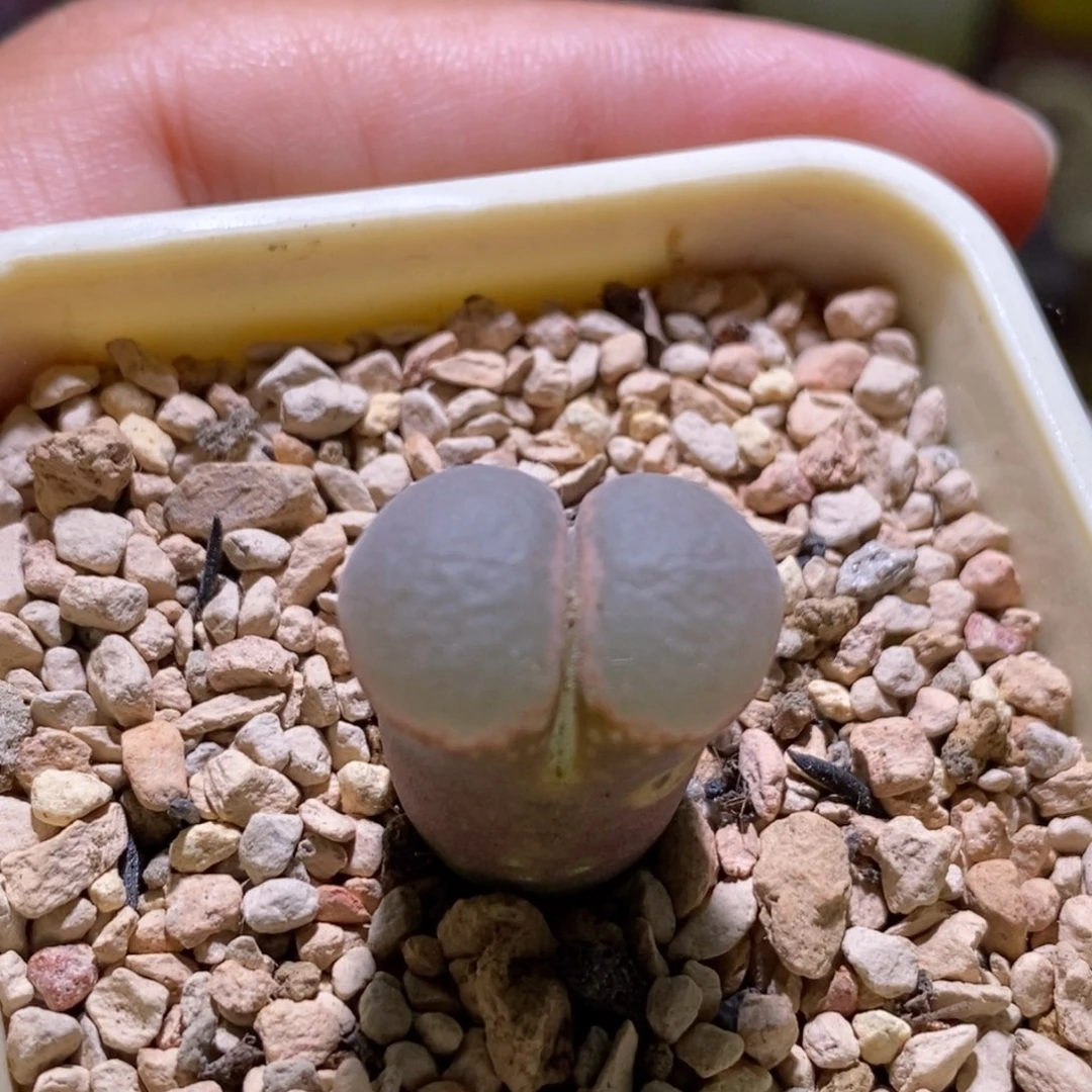 好看好看好看帕法德