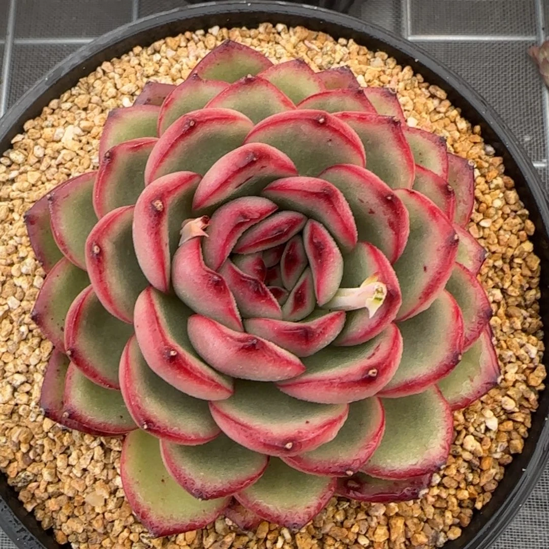 从前慢花园精选多肉万宝龙