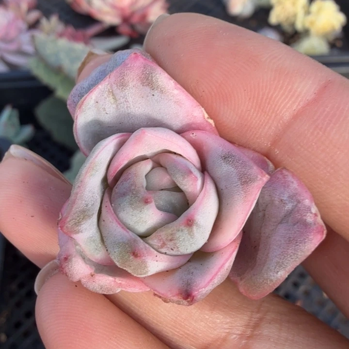 开播福利彩锦可爱玫瑰锦