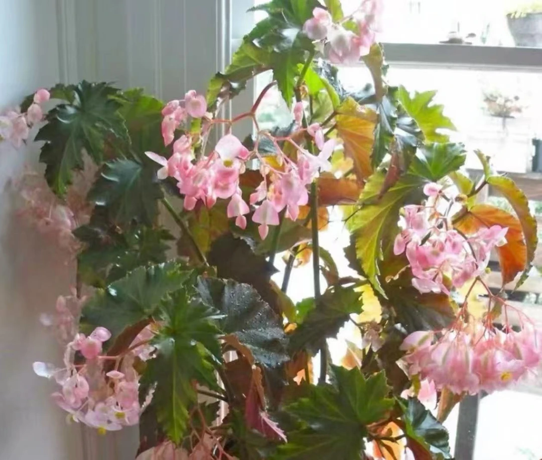 容若秋海棠盆栽竹节类