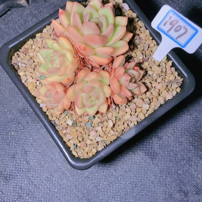 【闪购商品】桃*1907