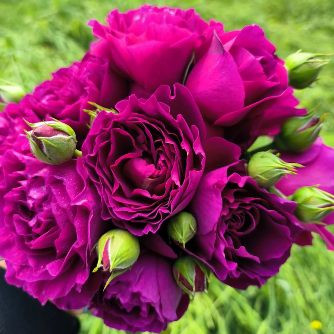 樱桃时节灌木浓香大花新品多季丰花勤花阳台庭院盆栽地载盆栽苗