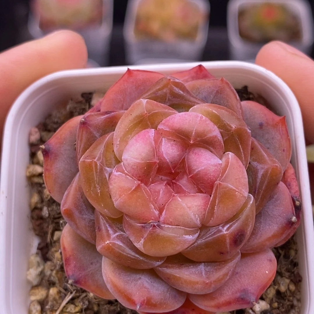 【闪购商品】26-01