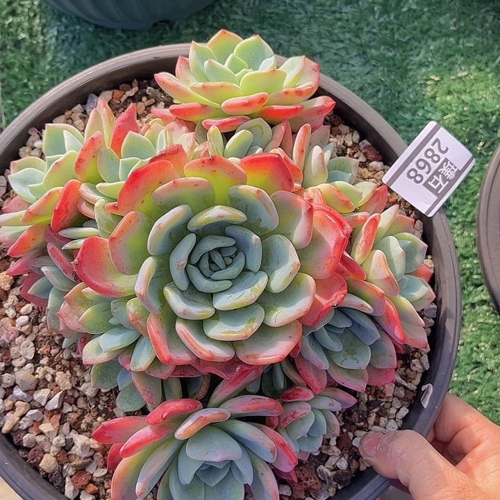 冷橙2868多肉植物