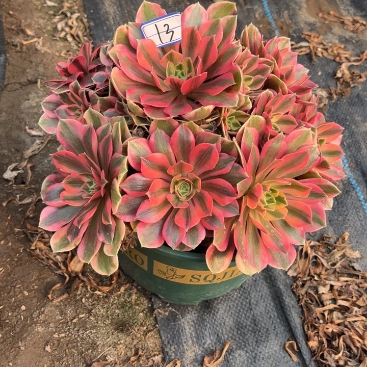 13女妖多肉植物法师