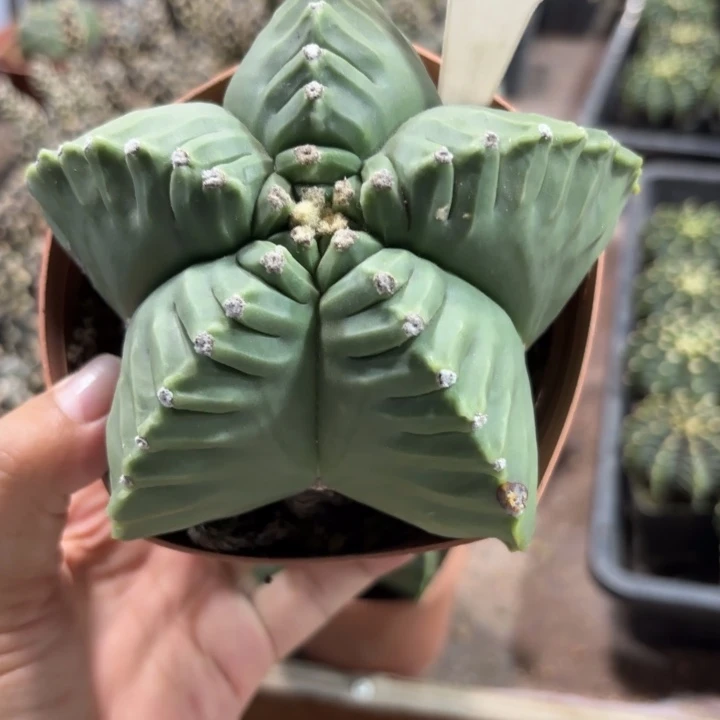 “***哥1173实生好养皮实好活