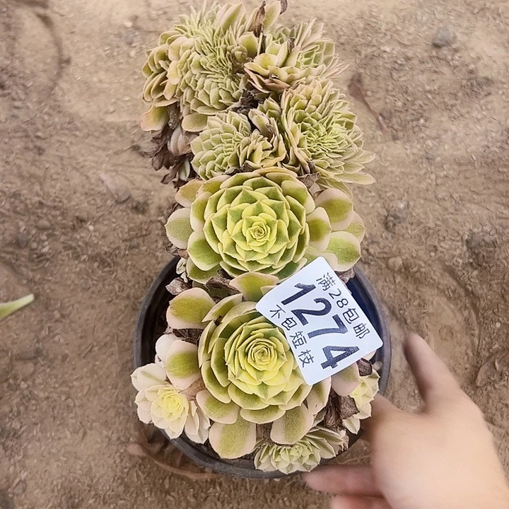 倾城多肉缀法师1274