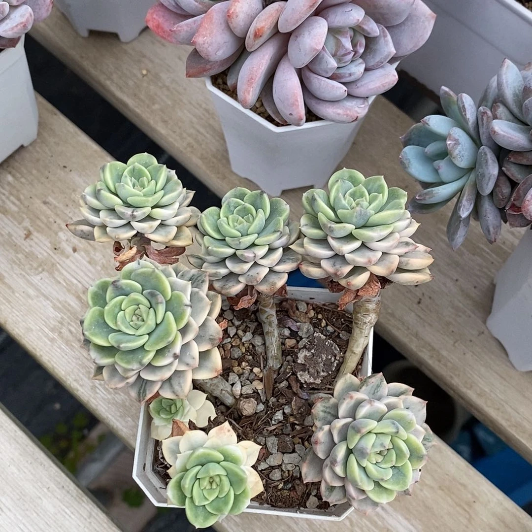 粉布偶锦多肉植物老桩