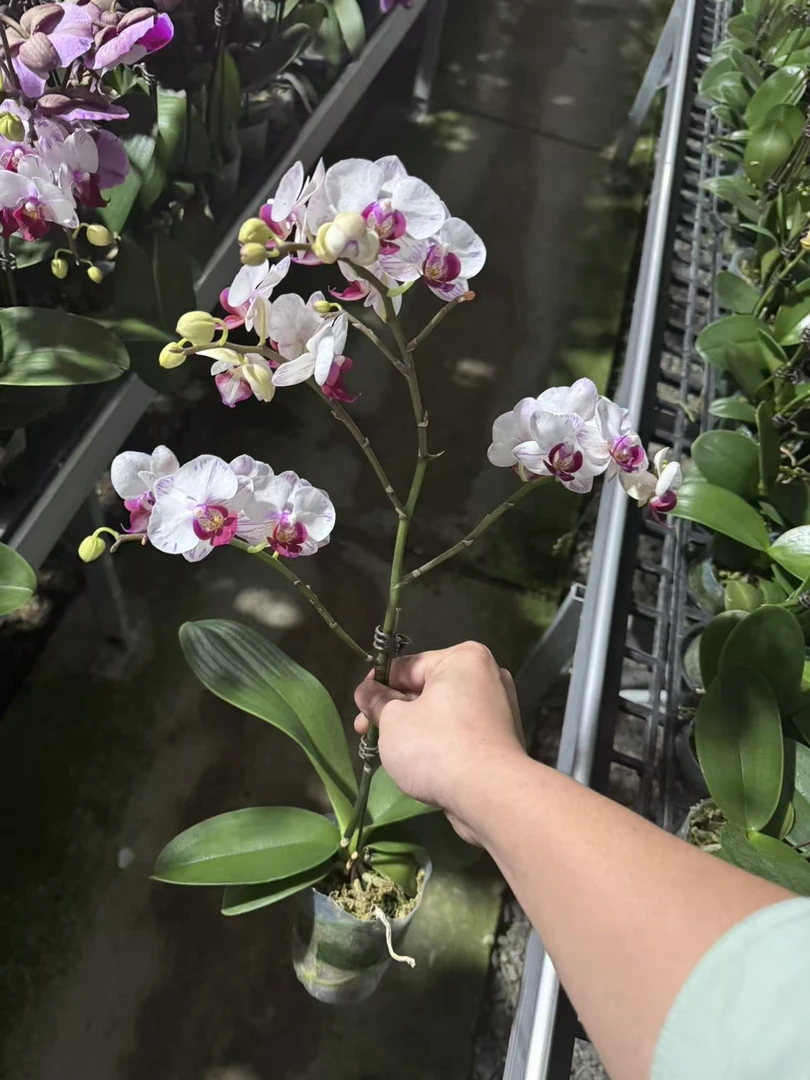 【小白闪】带花带花苞蝴蝶兰适合室内观赏可送人