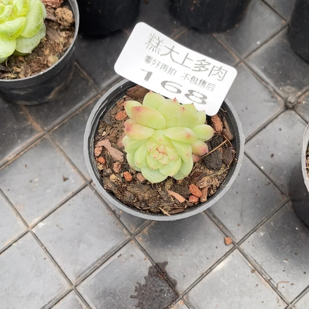 饭*～糕大上多肉植物168