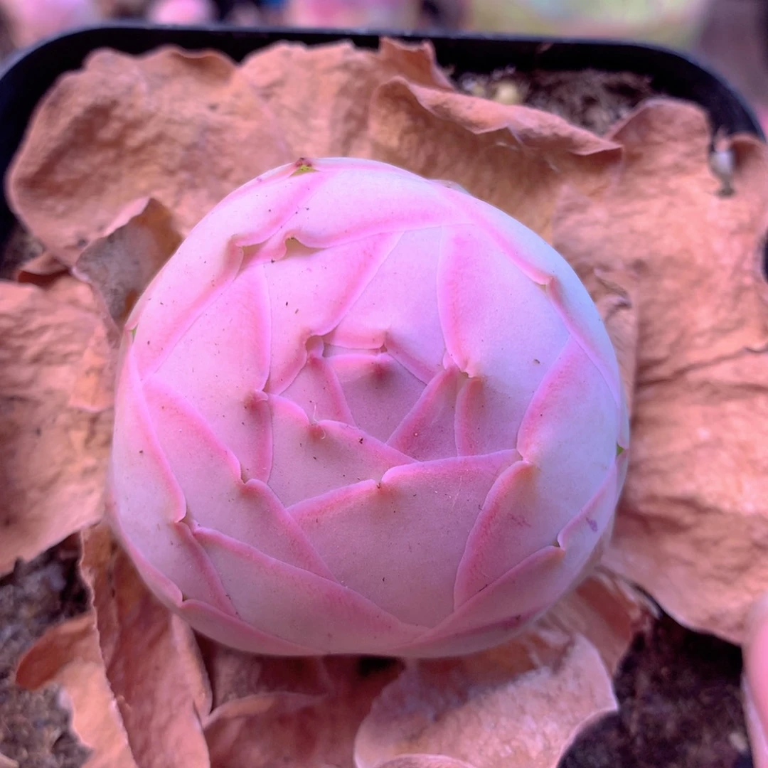 一物一拍新品水蜜桃037