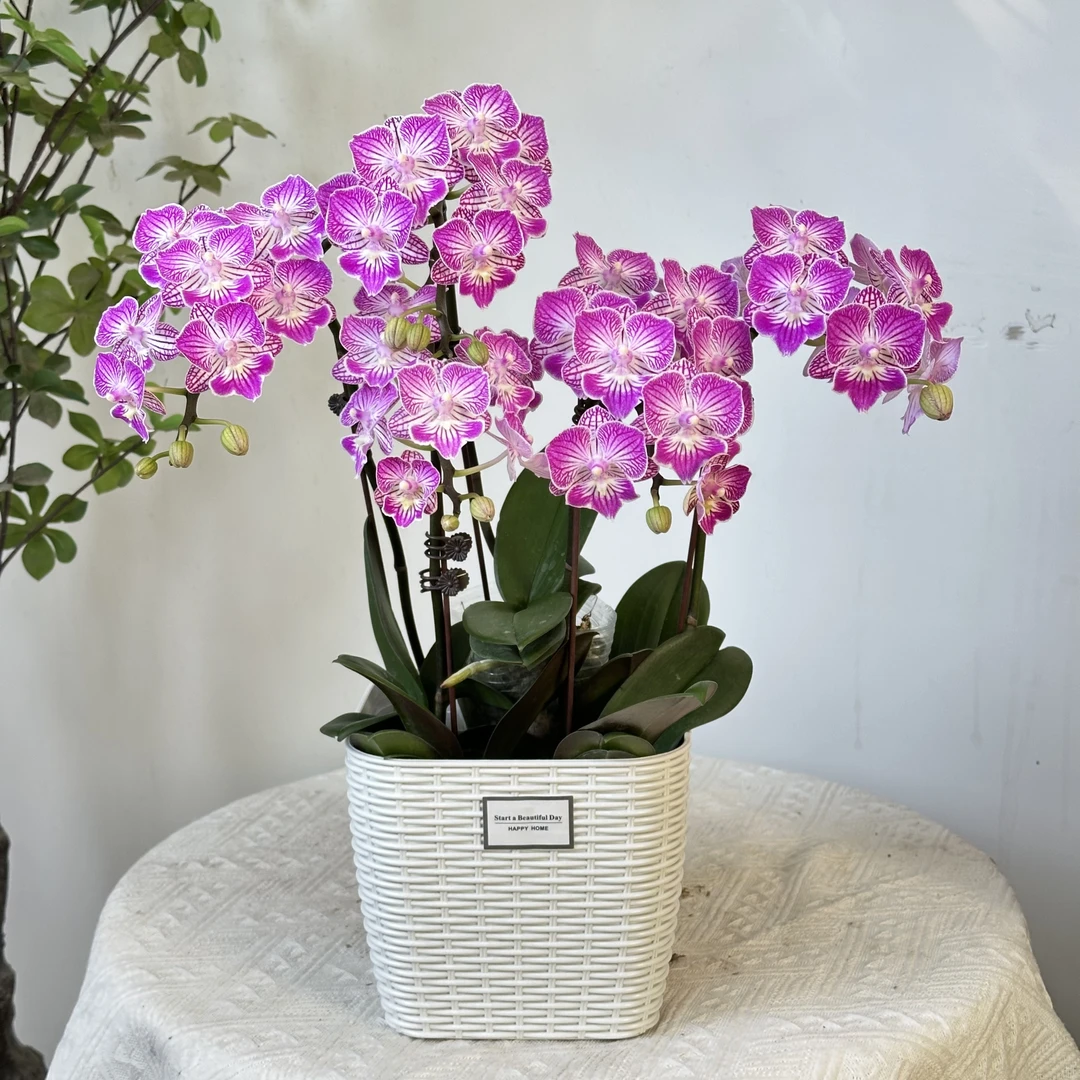 【十里桃花】蝴蝶兰鲜花精致组盆 开花株 室内绿植 养兰基地直发