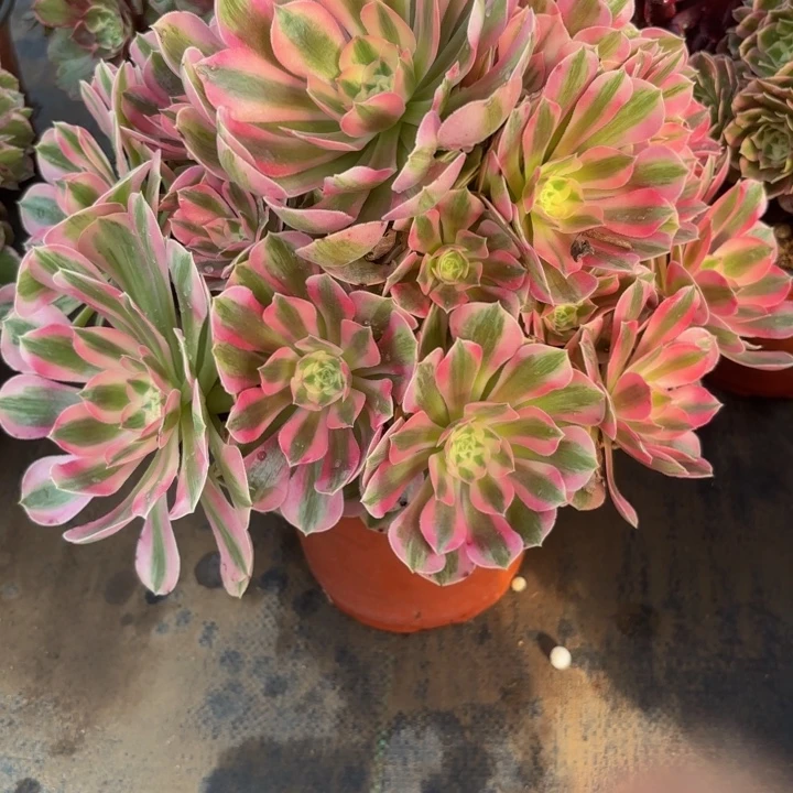 瑞妈，。。。。，436 -女巫，