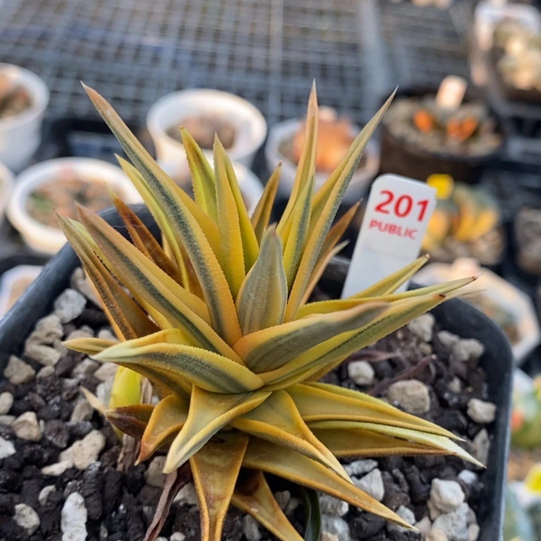 201号糊斑象牙塔锦