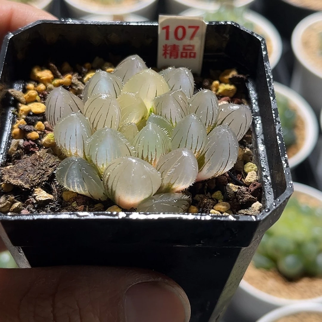 107冰灯杂赤线玉露锦福利福利