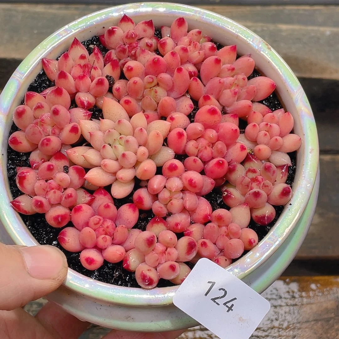 喵***酱124。定。