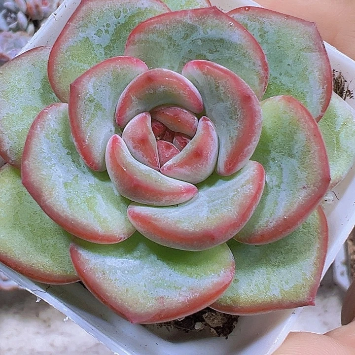 奶油泡芙19包邮多肉植物