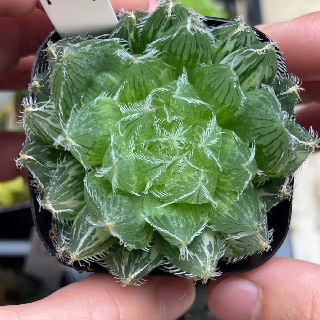 144塞米维娅玉露锦一物一拍