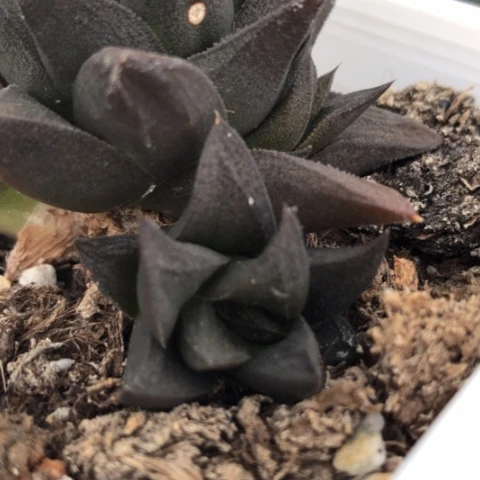原始侧牙现砍无根哈哈哈哈