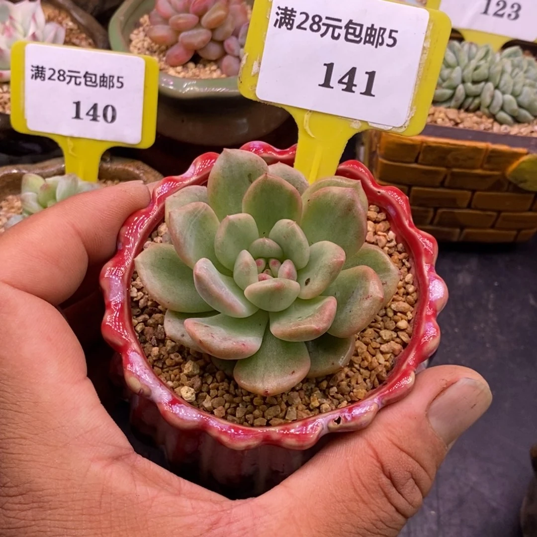 5141爱丽儿拉丝石化锦……