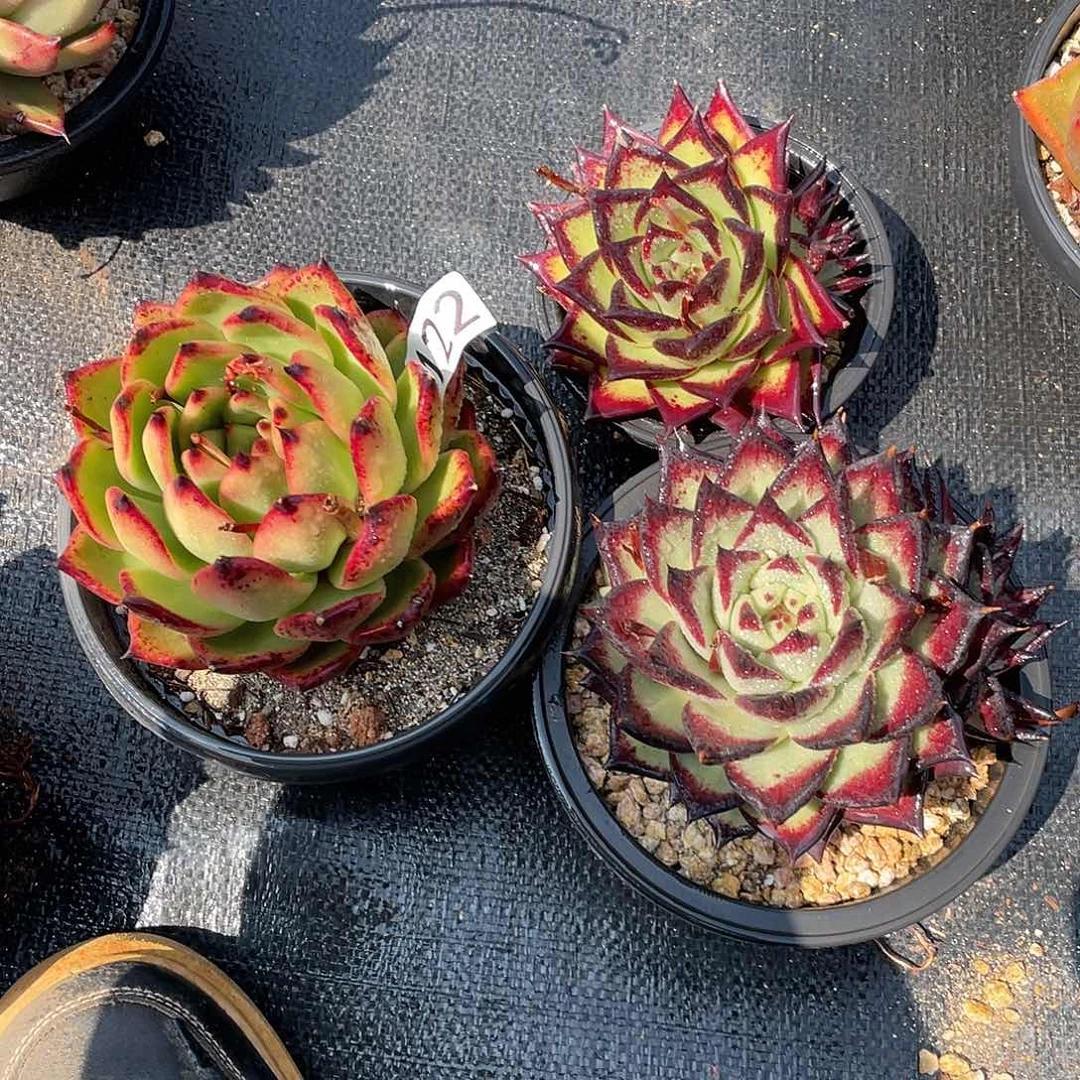 若如东云组拍122（冷链包邮）